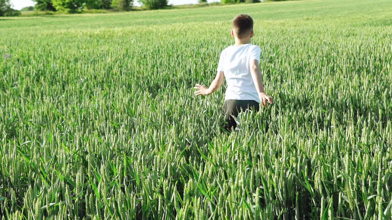 A boy with his back in a white t-shirt and gray pants is running and jumping in the field of wheat on the background of green spikelets in the summer. Slow motion