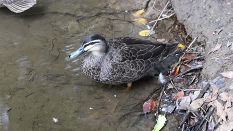 a duck explores and feeds in a calm stream