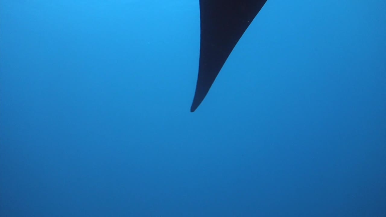 물속을 카메라 위로 헤엄치는 쥐가오리