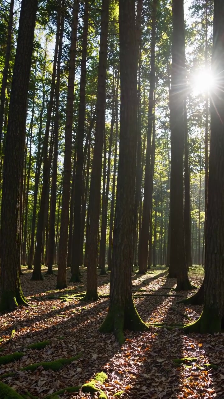 Luce solare che filtra attraverso alberi alti in una foresta serena
