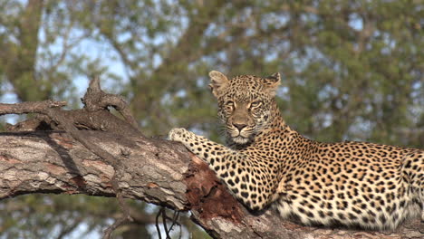 Close-view-of-lone-leopard-resting-on-tree-branch-in-sunlight