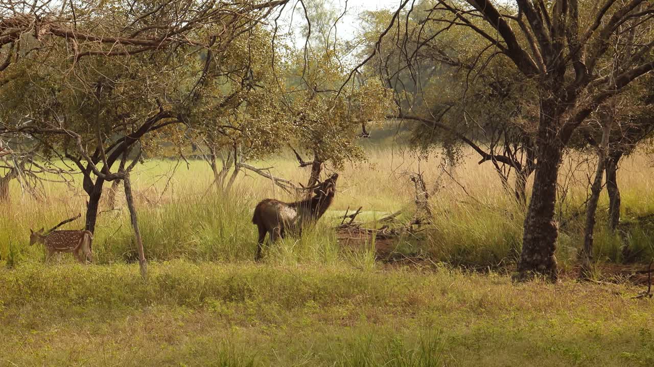 chital o cheetal, también conocido como venado manchado, venado chital y venado de eje, es una especie de venado que es nativa del subcontinente indio. parque nacional de ranthambore sawai madhopur rajasthan india