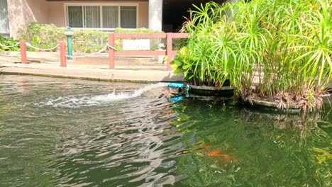 ripples expanding in a tranquil garden pond