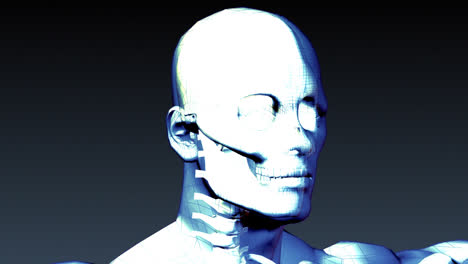 xray animation of human skeleton