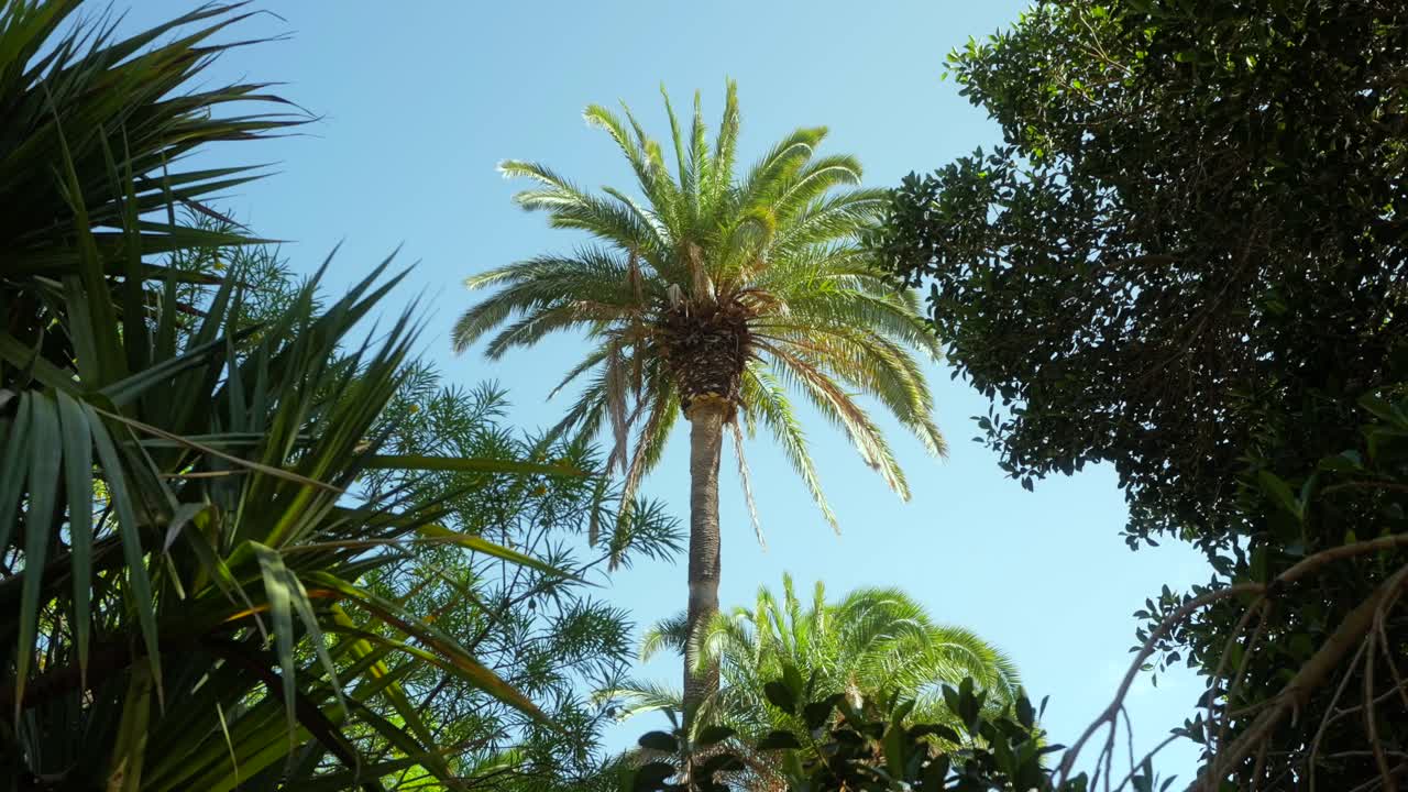 A tall palm tree stands against a bright blue sky, surrounded by lush tropical foliage. The perspective from below emphasizes the tree's height, creating a serene and exotic atmosphere.