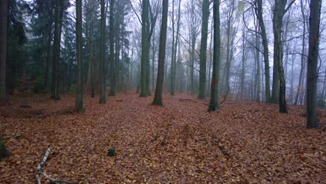 The-middle-of-the-forest-full-of-fallen-leaves-in-autumn
