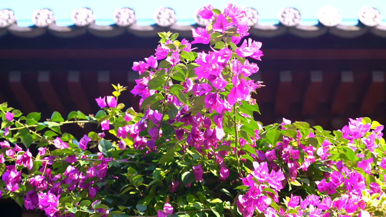 새 소리 - 중국 사원에 꽃이 피고 열린 푸른 하늘을 볼 수 있습니다.