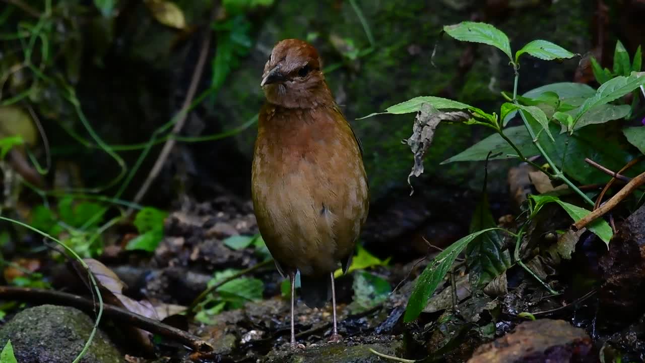 Den rustnakkede pittaen er en lite sky fugl som finnes i høyfjellsskoghabitater, det er så mange steder i Thailand å finne denne fuglen.
