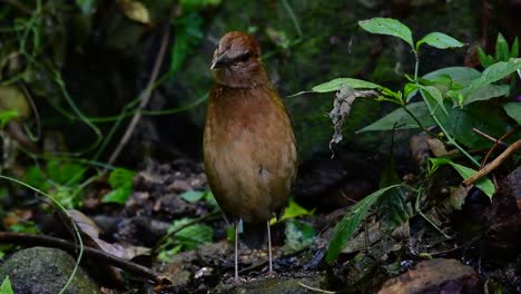 the rusty-naped pitta is a confiding bird found in high elevation mountain forests habitats, there are so many locations in thailand to find this bird