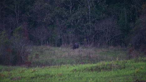 Grazing-in-the-field,-a-lone-Gaur-Bos-gaurus-late-in-the-afternoon,-Thailand