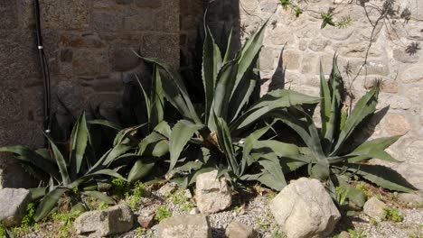 wide shot of agave america against the stone wall