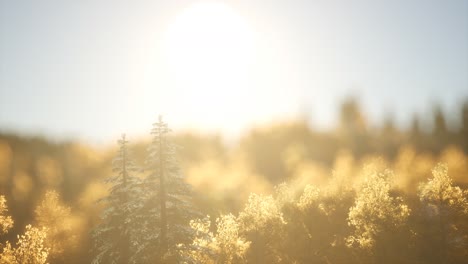 pine forest on sunrise with warm sunbeams