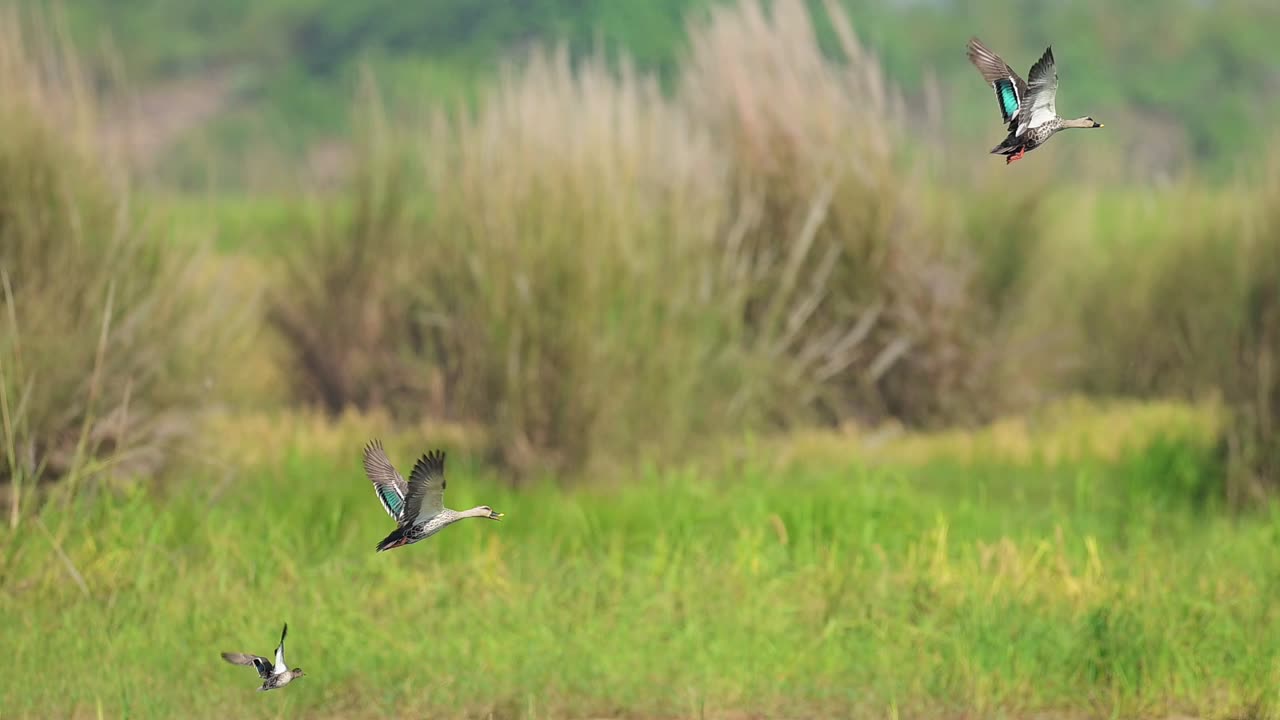 Indian Spot Billed duck is in flight over a shallow marsh, its wings outstretched and its body tilted downward. Green reeds surround the shallow water.