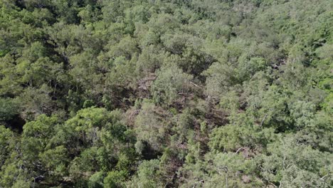 Drone-Ascend-Over-The-Trees-At-Paluma-Range-National-Park-On-A-Sunny-Day-In-QLD,-Australia