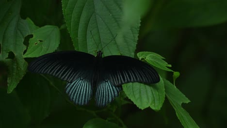 Gran-Mormón,-Mariposas,-Mariposas-Memnon,-Parque-Nacional-Kaeng-Krachan,-Patrimonio-Mundial-De-La-Unesco,-Tailandia