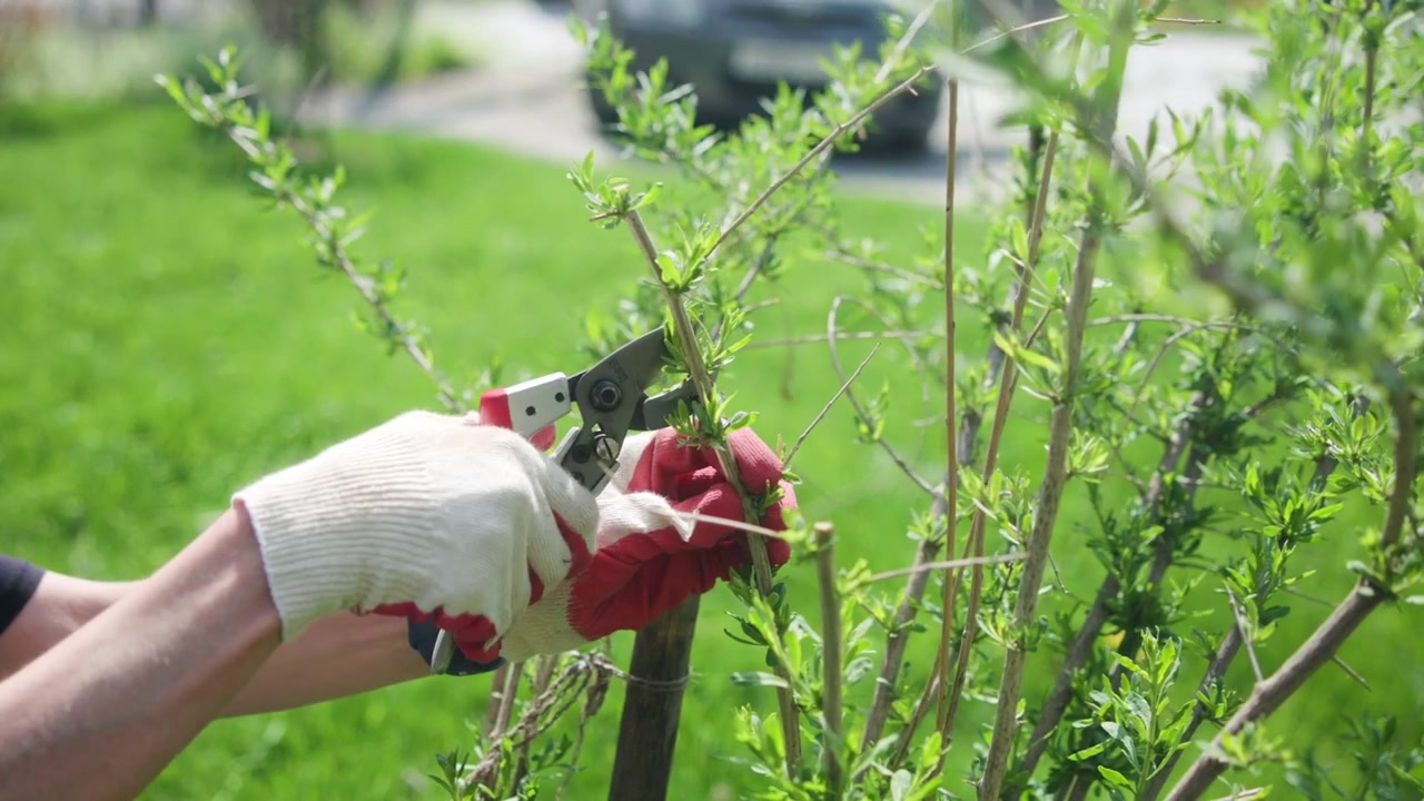 Vista ravvicinata mostra mani guantate che tagliano un sottile stelo legnoso da un arbusto frondoso con cesoie dal manico rosso vicino a nuovi germogli verdi, catturando l'attenta manutenzione stagionale del giardino alla luce del giorno.
