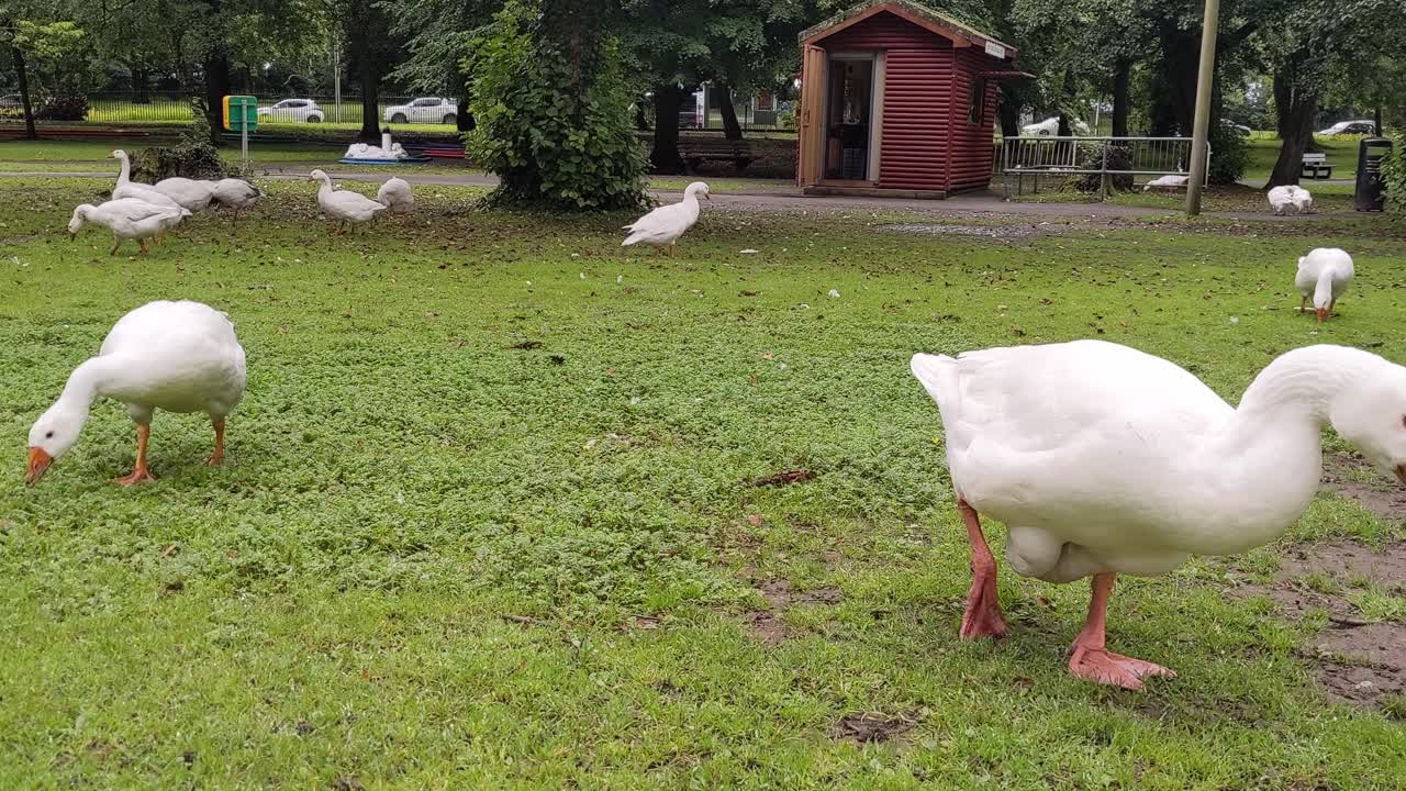gansos que se alimentan de hierba en el entorno del parque