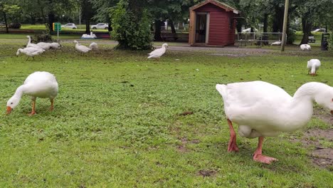 Gansos-Alimentándose-De-Hierba-En-El-Entorno-Del-Parque