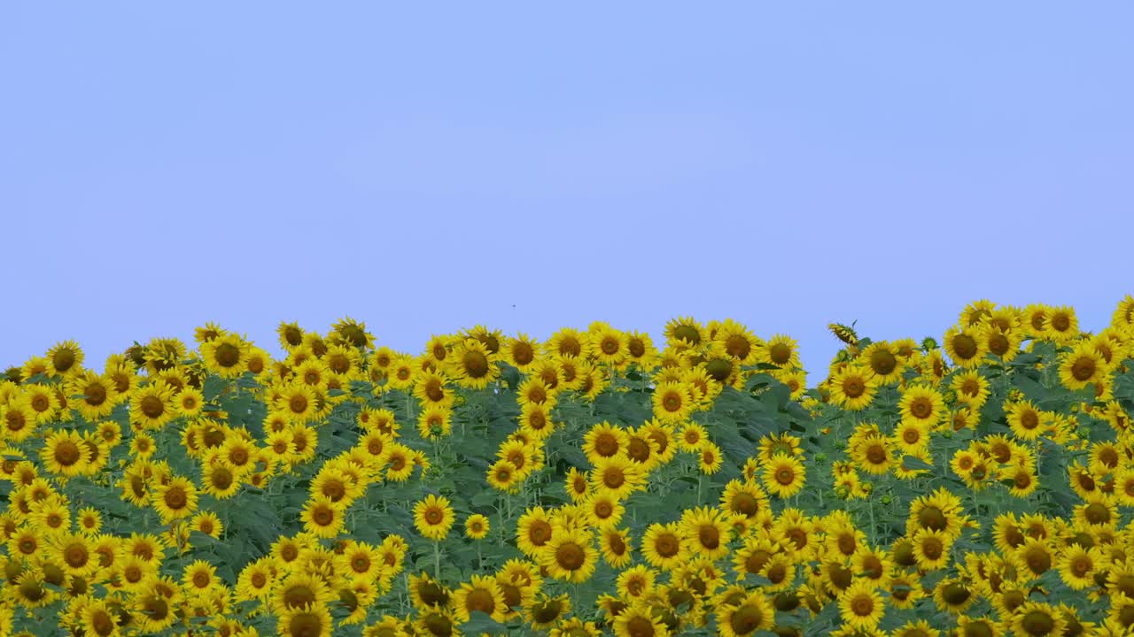 Moving with some wind as the camera zooms out revealing a blue sky and this sea of Common Sunflower Helianthus annuus, Thailand