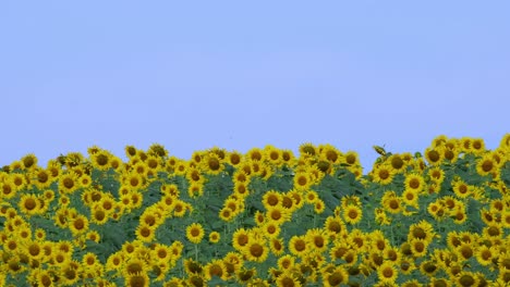 moving with some wind as the camera zooms out revealing a blue sky and this sea of common sunflower helianthus annuus, thailand