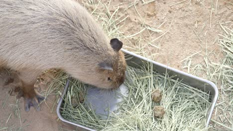 Capybara-in-the-zoo