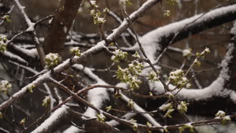 ramas de un cerezo en ciernes durante la nieve en marzo
