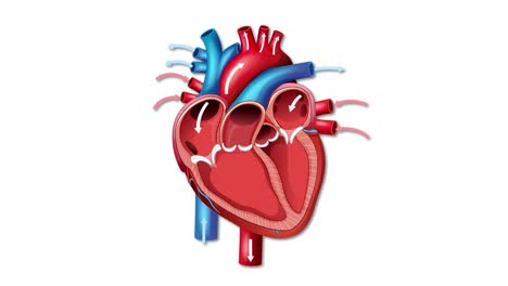 detailed animation of a human heart illustrating the heartbeat cycle with dynamic movement and vibrant colors on a white background