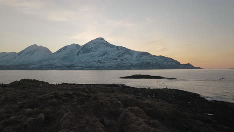 Bandada-De-Pájaros-Descansando-Y-Volando-Sobre-La-Orilla-De-Kvaløya,-Troms?