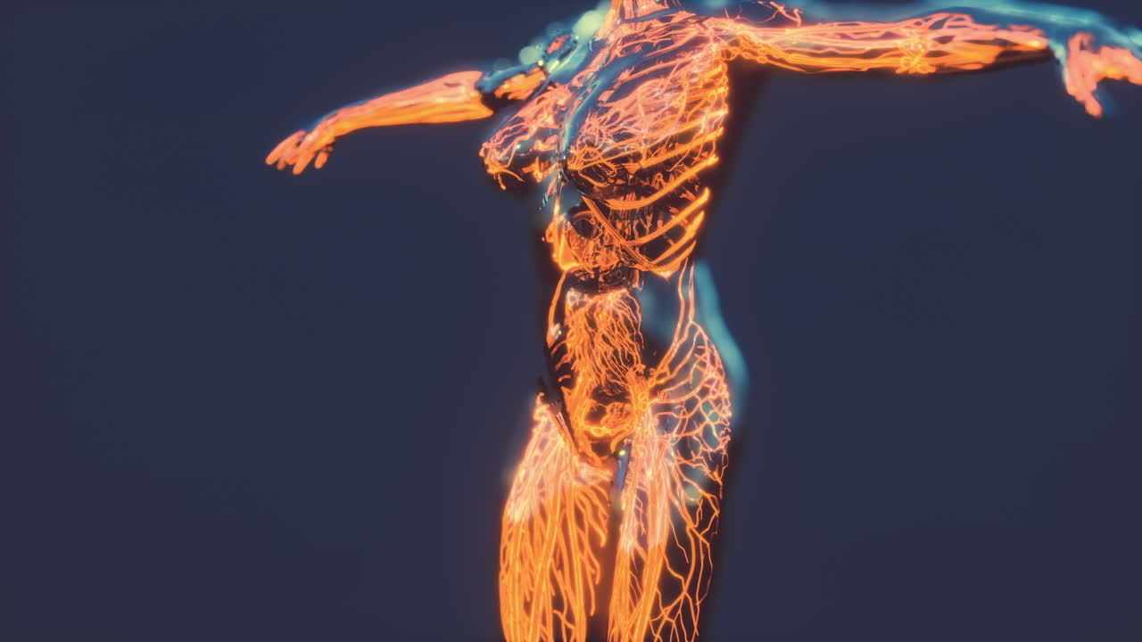 análisis de exploración de la anatomía humana que muestra la circulación sanguínea