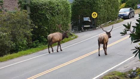 Alce-Con-Cuernos-En-La-Carretera-En-Un-Pequeño-Pueblo-De-Canadá