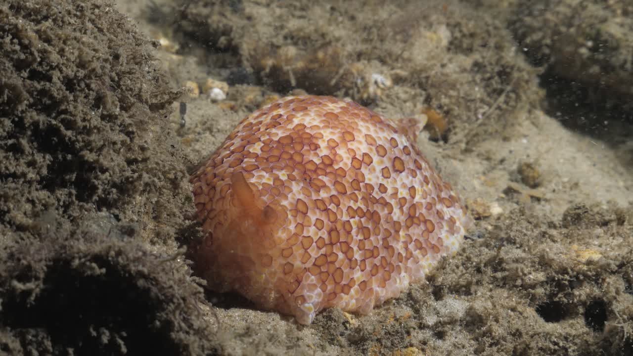 Stunning featured soft body Nudibranch contrasted against a dull reef structure