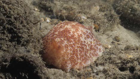 impresionante nudibranquio de cuerpo blando que contrasta con una estructura de arrecife opaca.