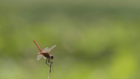 dragonfly balanced on isolated stick and takes