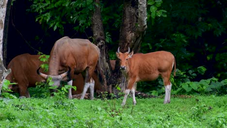 The-Banteng-or-Tembadau,-is-a-wild-cattle-found-in-the-Southeast-Asia-and-extinct-to-some-countries