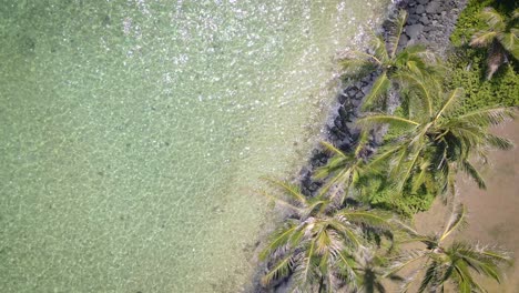 Desde-Arriba,-Las-Palmeras-Pintan-Una-Sinfonía-Tropical-Sobre-El-Lienzo-De-Un-Océano-Sereno.