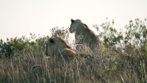 Dos-Leones-Observando-Presas-Desde-Lejos-En-Sudáfrica