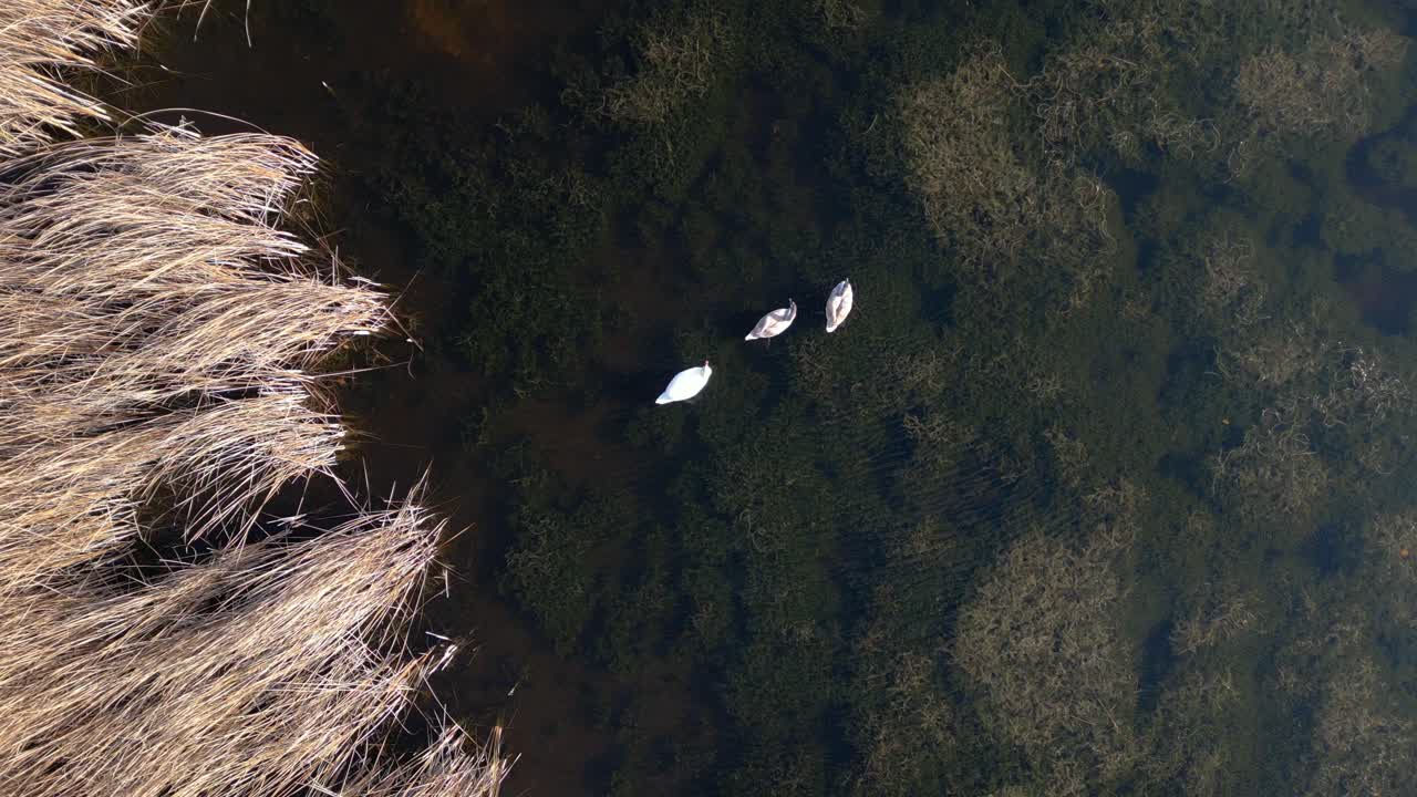 imágenes aéreas de drones de gaviotas volando sobre cisnes en un lago