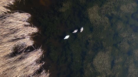 aerial drone footage of seagulls flying over swans on a lake