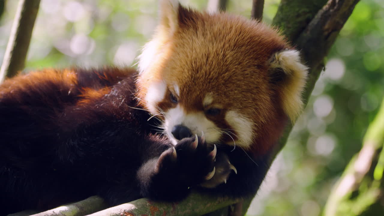 Chlupatá panda červená olizující si tlapku, zatímco odpočívá na stromě. Detailní záběr