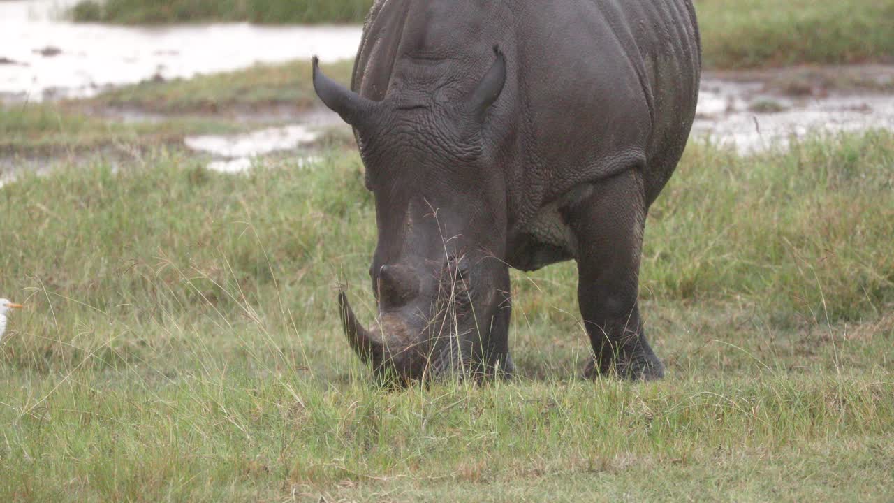 케냐, 아프리카 의 습지 에서 먹이를 먹고 있는 가축 이그레트  에 있는 갈고리 입술 코소