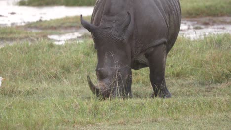 hook-lipped rhinoceros next to a cattle egret grazing over wetlands in kenya, africa