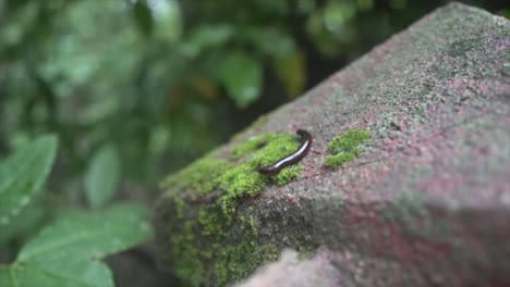 black worm moving on a rock with moss