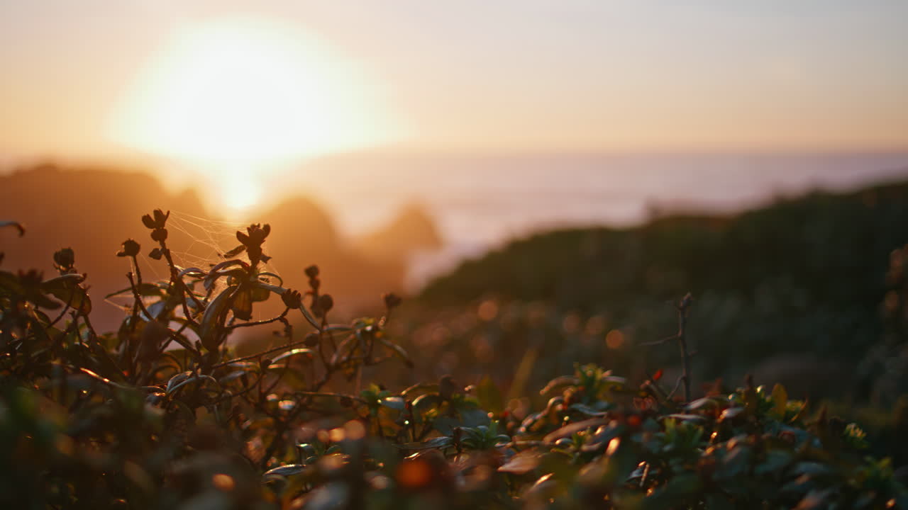 평화로운 해가 지는 바다 연안 풍경. 언덕에 있는 꽃의 실루.