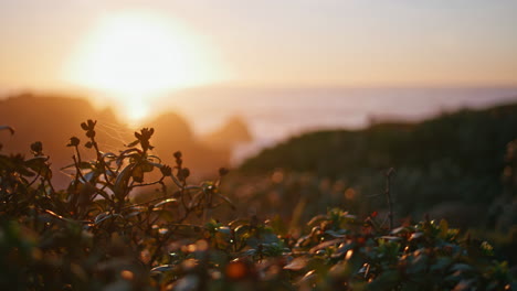 peaceful sunset ocean shore landscape. closeup flowers silhouette on hills.