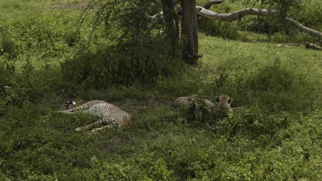 Two-cheetahs-having-rest-in-the-shadow-of-a-tree,-Serengeti-National-Park,-Tanzania