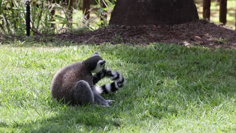 dos mapaches juegan e interactúan en un área de hierba