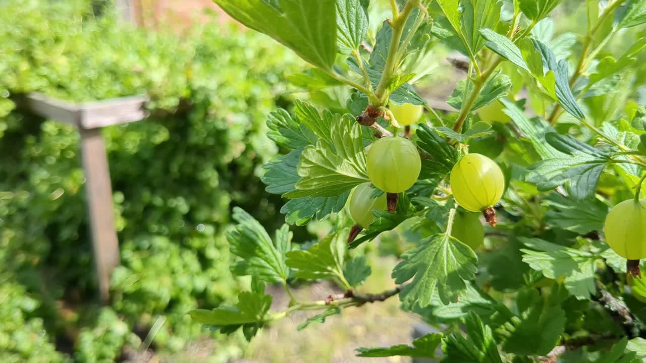 Green gooseberries growing in garden, berries gardening detail