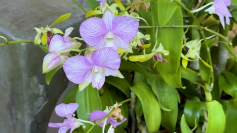 orquídeas púrpuras floreciendo en un jardín