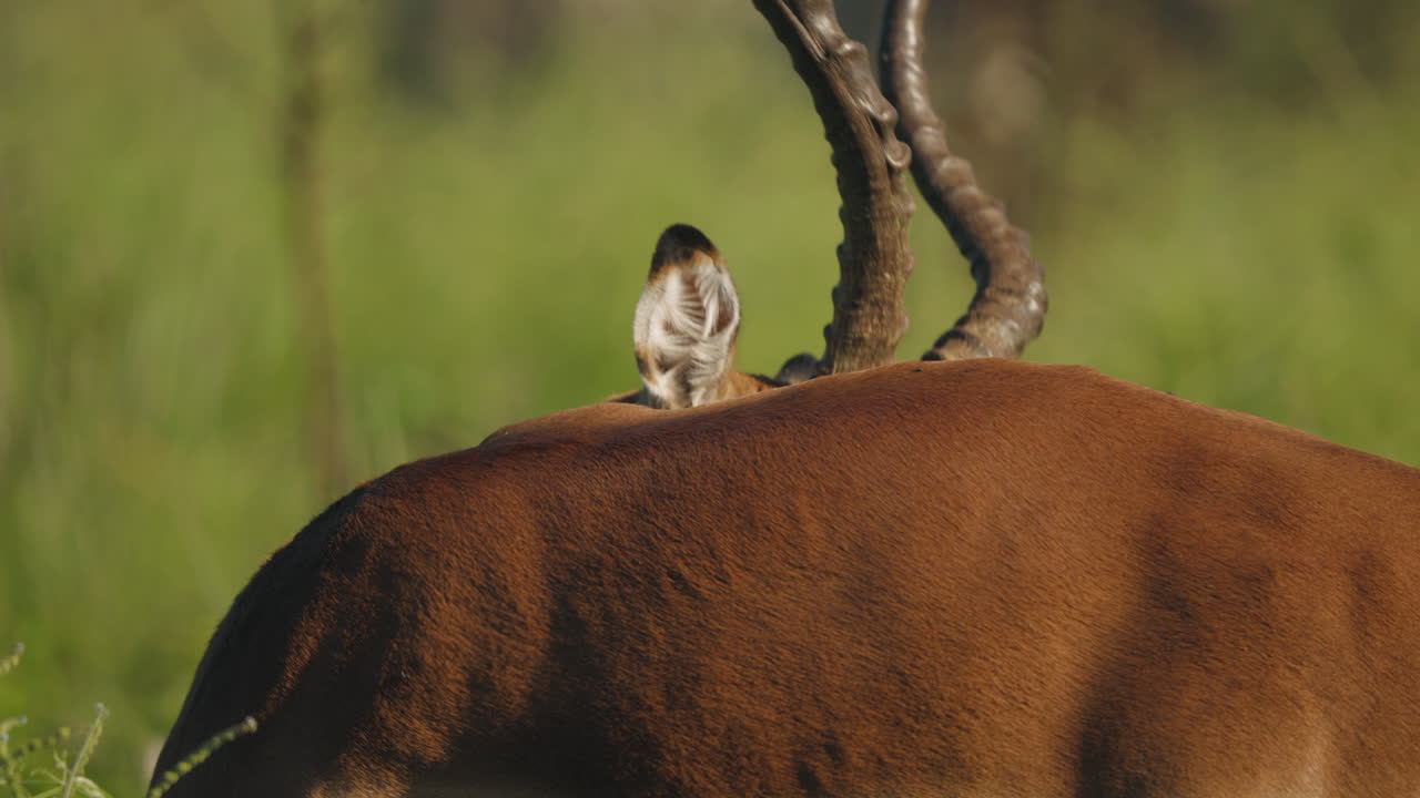 un antílope impala se lamia delicadamente en la sabana sudafricana, sus graciosos movimientos resaltados por el sereno paisaje natural.