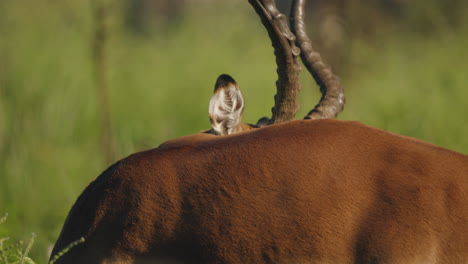 an impala antelope delicately licks itself in the south african savannah, its graceful movements highlighted by the serene natural landscape